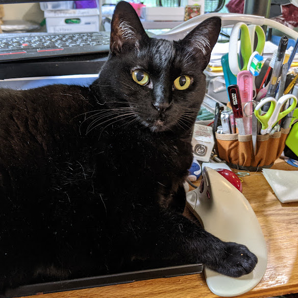 A black cat with golden eyes, sitting on a laptop's keyboard and
     looking over her right shoulder directly at the camera.
