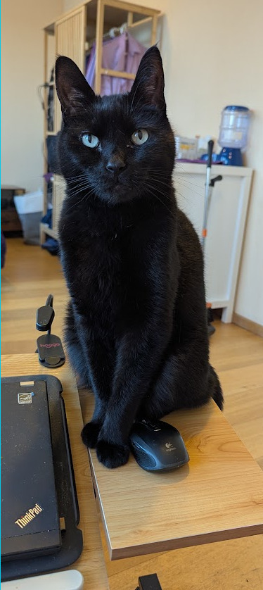 A black cat with big blue-grey sits looking at the viewer; he is
     obviously pleased with himself.  At his feet sits his prey, a Logitech
     Anywhere mouse.