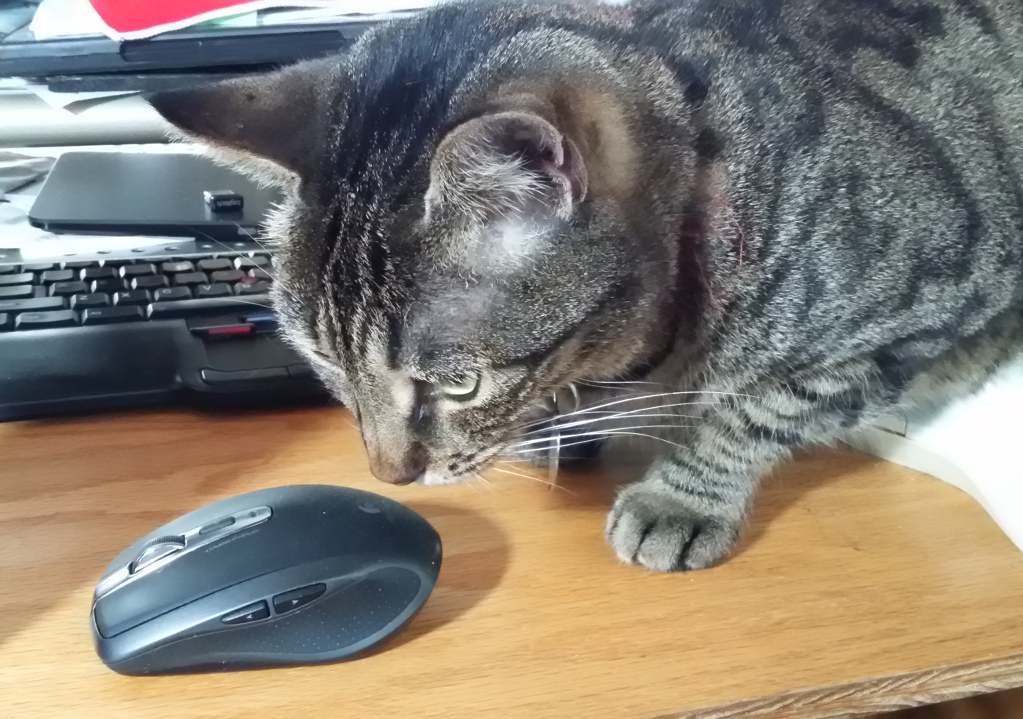 A grey tabby cat looking dubiously at a Logitech mouse.