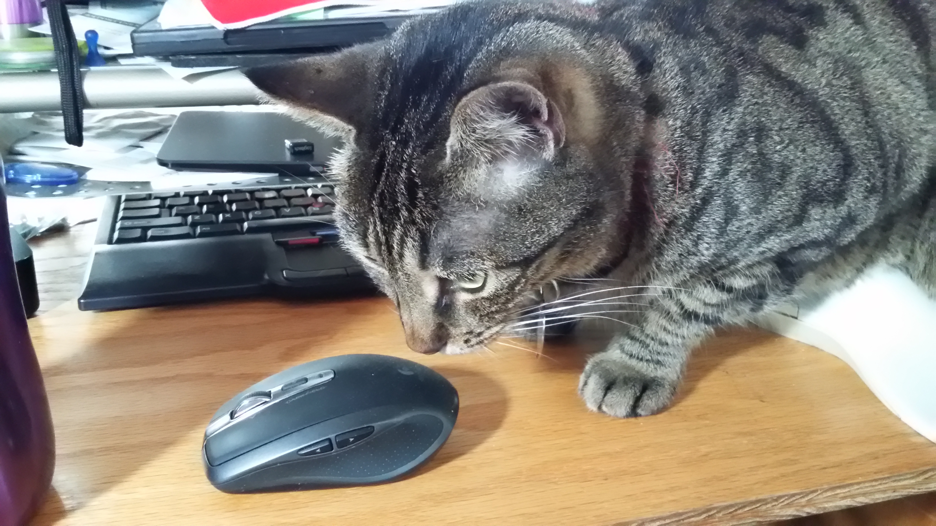 A grey tabby cat looking dubiously at a (Logitech) mouse