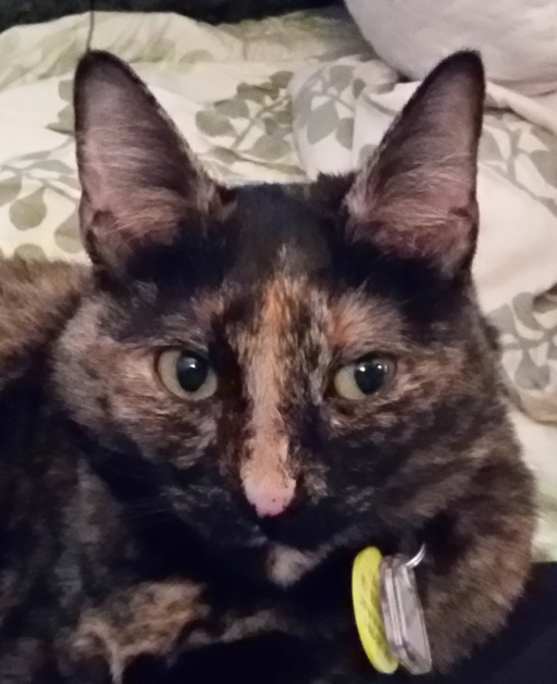 A black-and-orange tortoise-shell cat looking directly at the
     camera.  Her grey-green eyes and the orange stripe down the bridge of her
     nose give her a particularly winsome expression. 